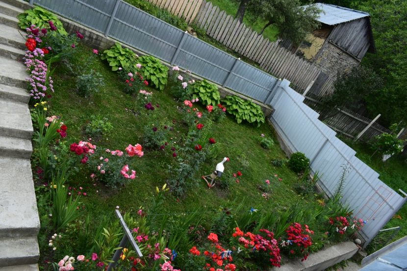  - 000000000000001   GRADINA MEA