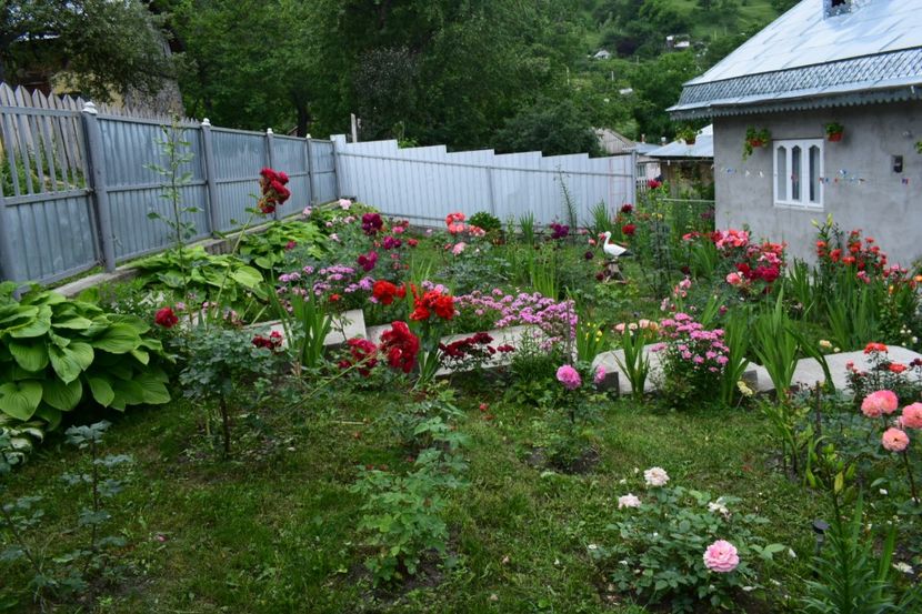  - 000000000000001   GRADINA MEA