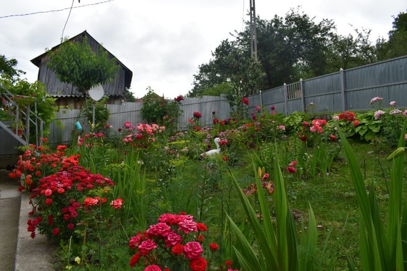  - 000000000000001   GRADINA MEA