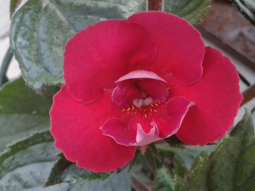 xA. Dor - Achimenes și Kohleria 2018