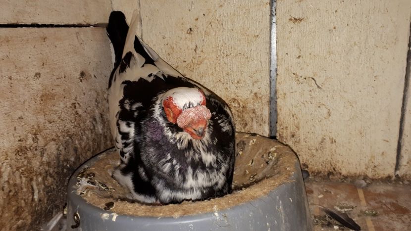 F 13 - H _ carunculați 2018