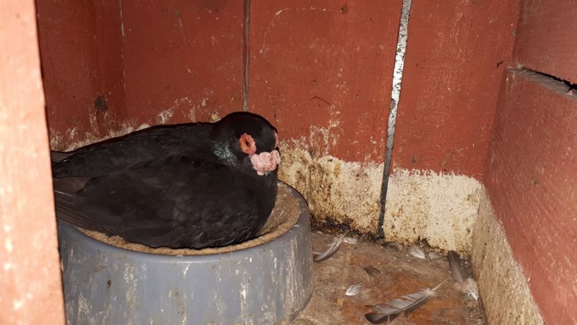 F 14 - H _ carunculați 2018