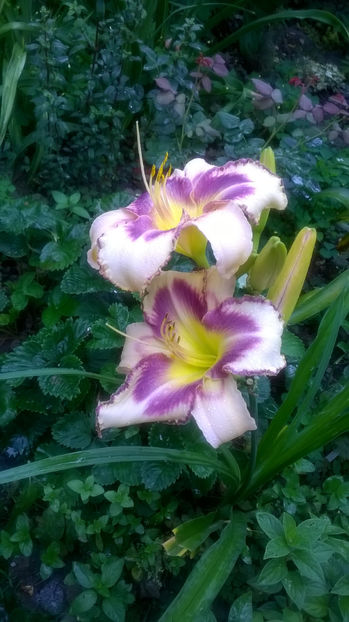 Destined to see - Hemerocallis 2018- 2019