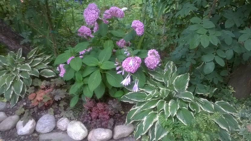  - Hosta 2018- 2022