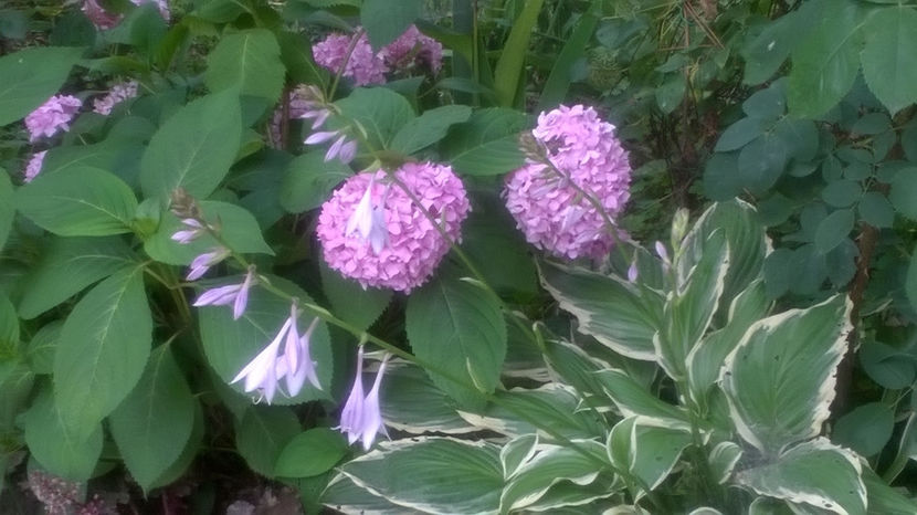  - Hosta 2018- 2022