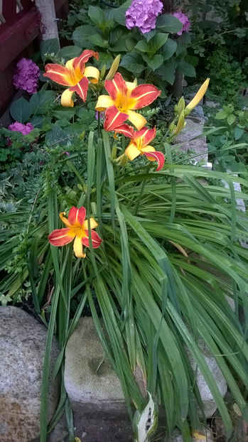  - Hemerocallis 2018- 2019