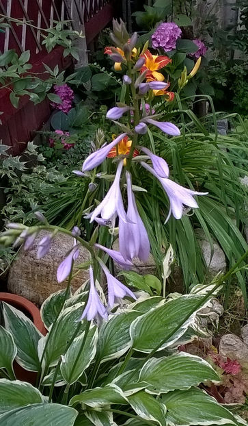  - Hemerocallis 2018- 2019