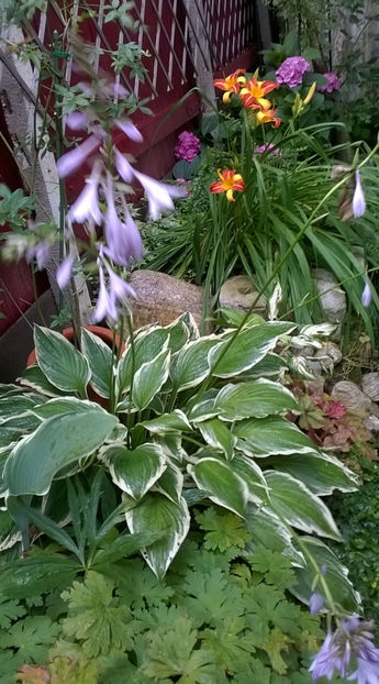  - Hosta 2018- 2022