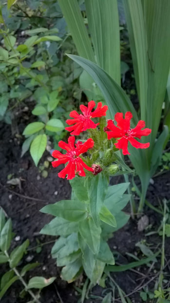  - Geranium si alte perene