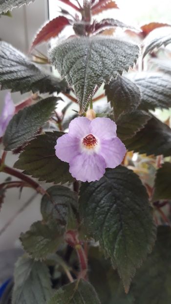 Camille Brozoni - 0001 ACHIMENES 2018-2022