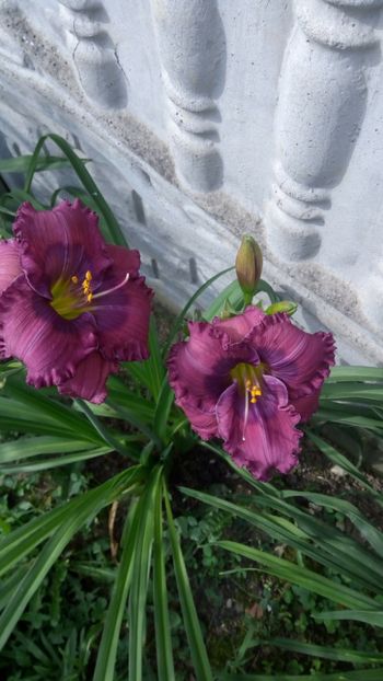 lavender blue baby - 2018 Hemerocallisi