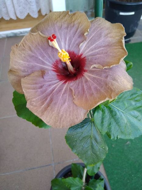 Hibiscus Gomer Francoise Levavasseur. Day 1 - HIBISCUSI GOMER