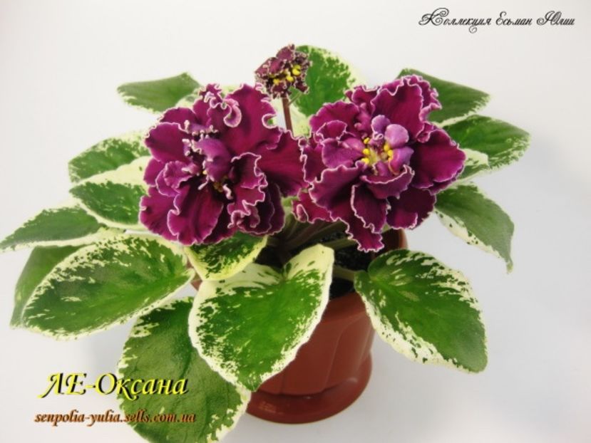 LE Oksana - AA Violete in colecție poze net