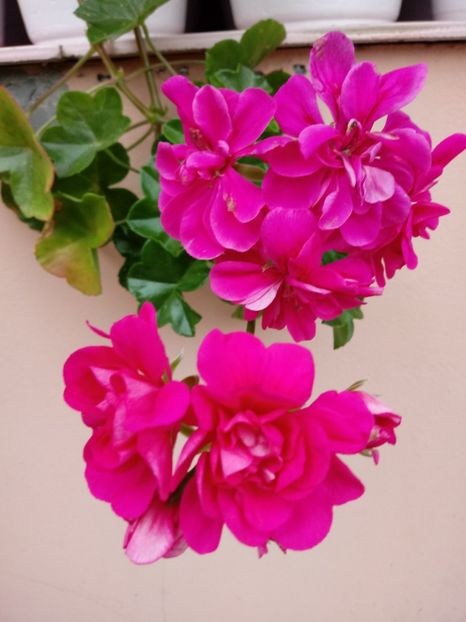 20180626_200223_Burst01 - Muscate