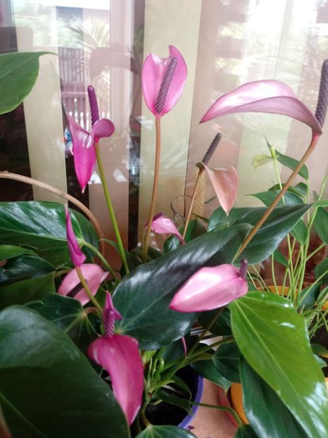 Anthurium Fiorino mov - Anthurium - Floarea Flamingo