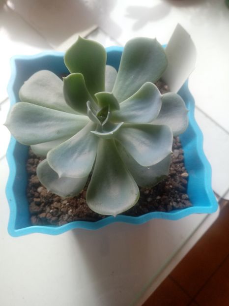  - Echeveria si alte suculente asemanatoare