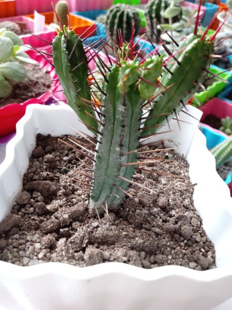  - Cactusi