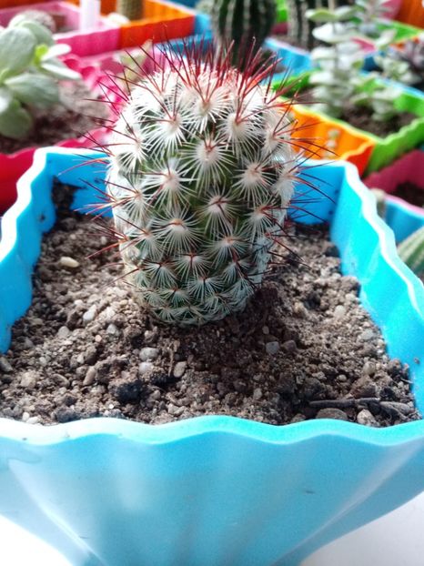 Mammillaria Microhelia - Mammillaria