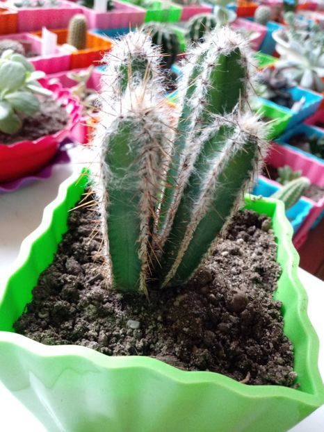  - Cactusi