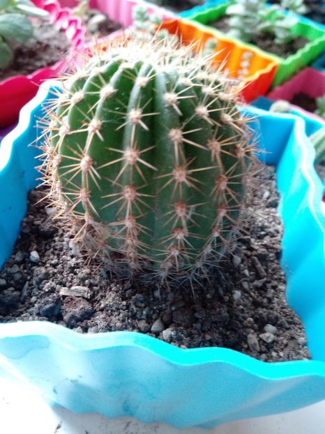  - Cactusi