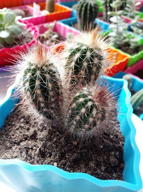  - Cactusi