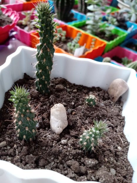  - Cactusi