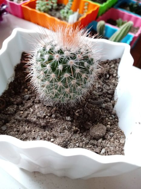 Mammillaria Spinosissima - Mammillaria