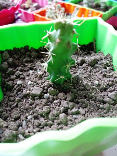  - Cactusi