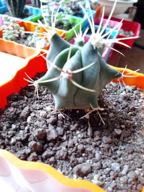  - Cactusi
