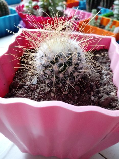 Mammillaria Rekoi ssp Leptacantha - Mammillaria