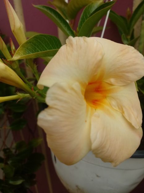  - Dipladenia-Allamanda