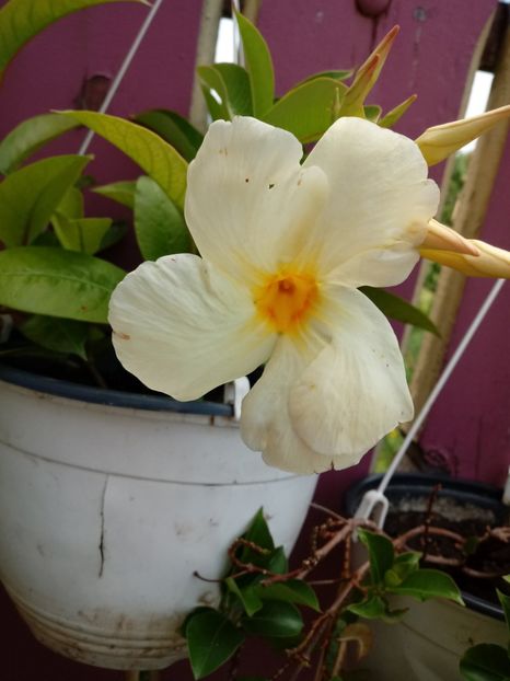  - Dipladenia-Allamanda