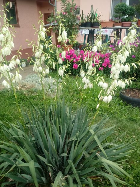  - Gradina mea