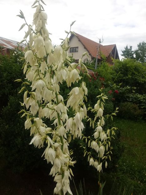 - Gradina mea