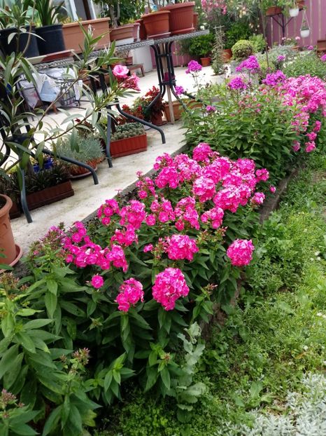  - Gradina mea
