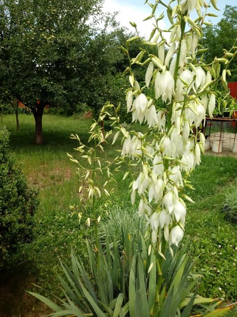  - Gradina mea