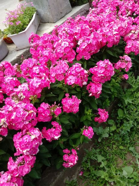  - Gradina mea
