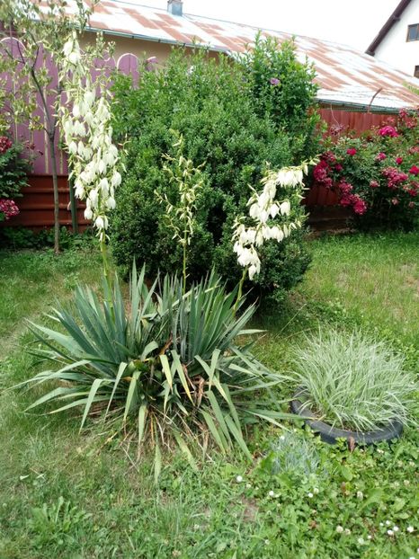  - Gradina mea