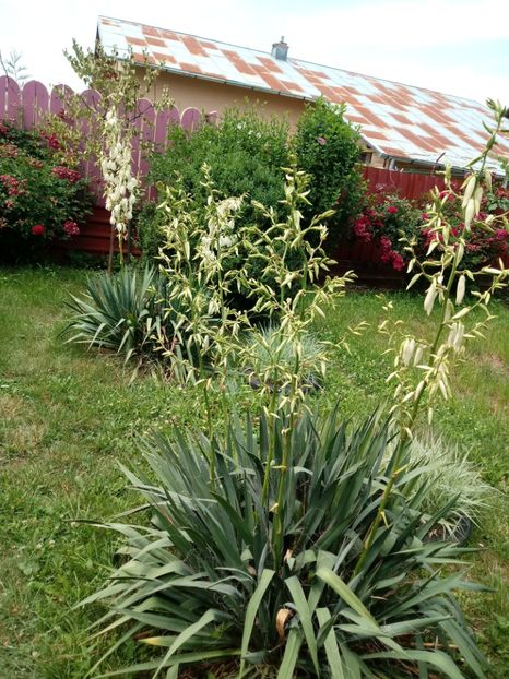  - Gradina mea