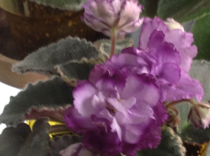 Buckeye Blushing - Violete de colecție cand nu poti sa te oprești 2018aprilie