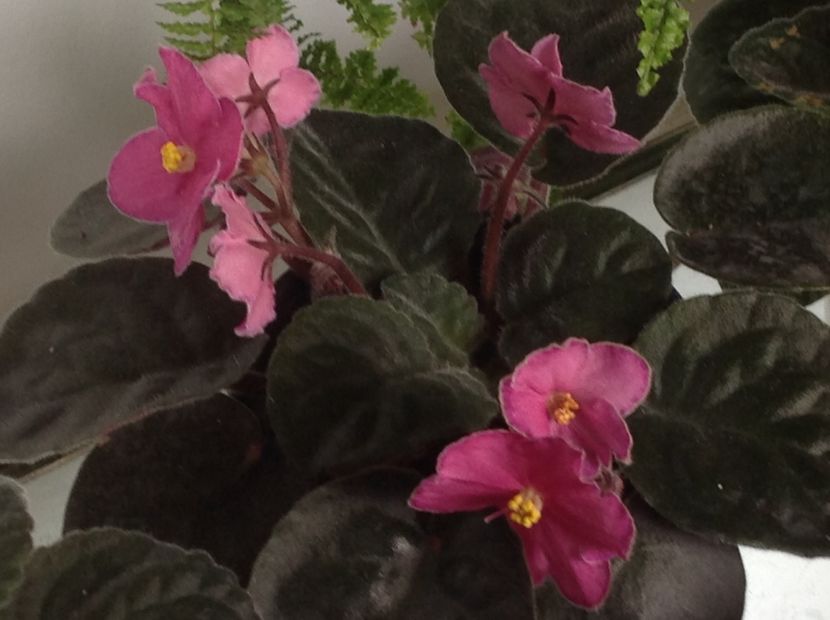 Ode to Beauty - Violete de colecție cand nu poti sa te oprești 2018aprilie