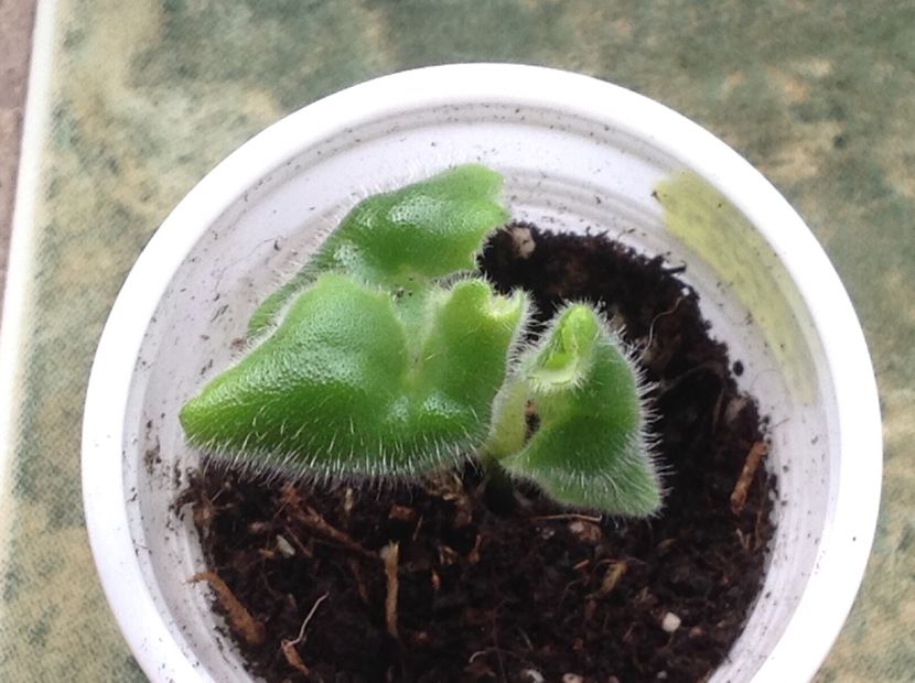  - RS Puchina Morskaya