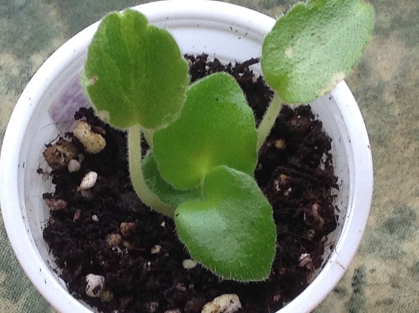  - LE Chateaux Margaux