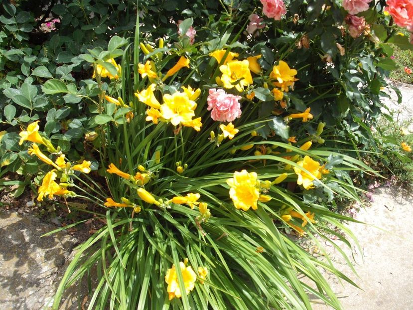 stella d'oro - Hemerocallisi