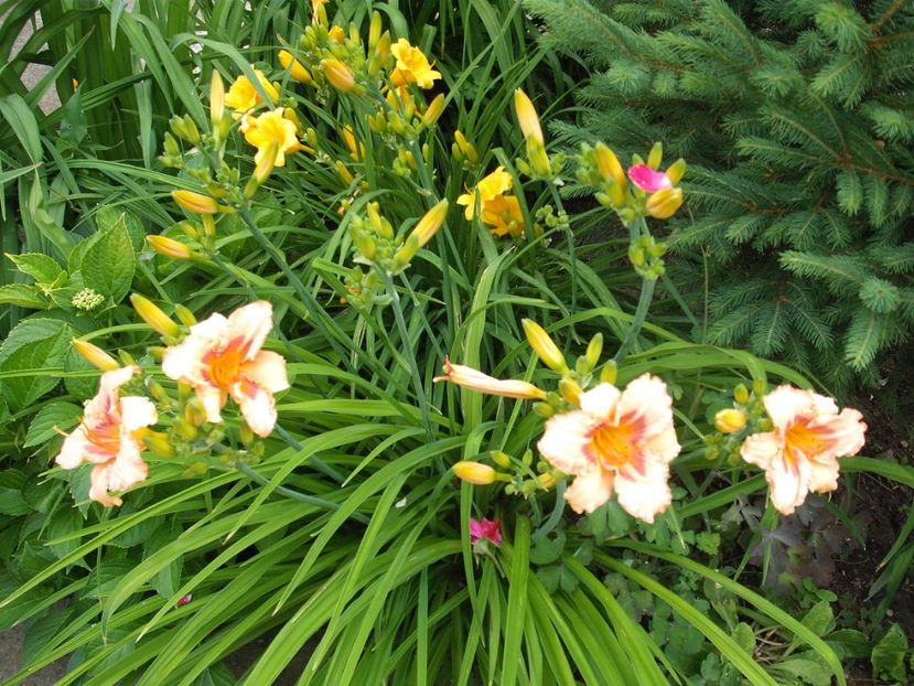 longfields glory - Hemerocallisi