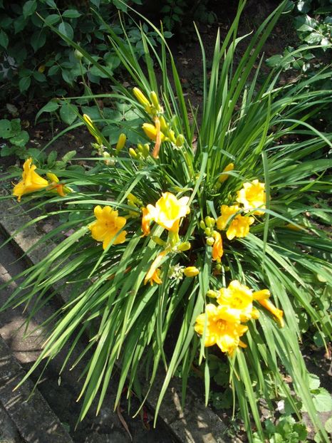 stella d'oro - Hemerocallisi