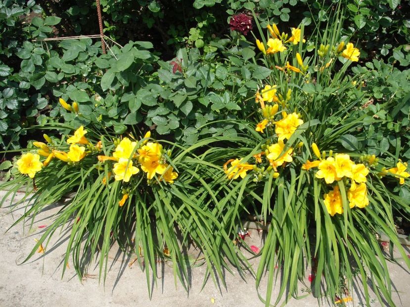 stella d'oro - Hemerocallisi