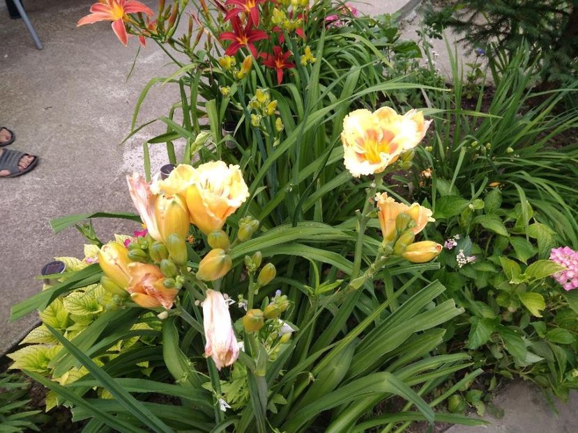 playground - Hemerocallisi