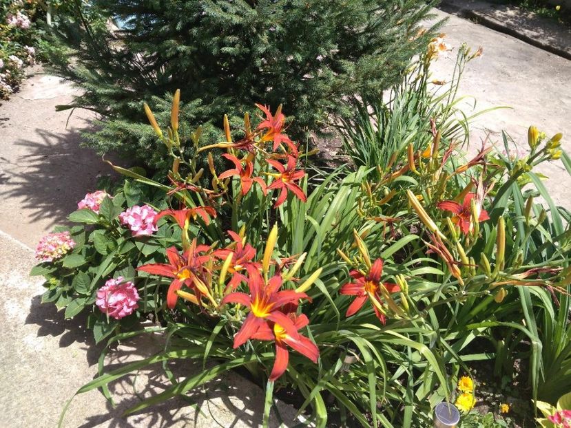 crimson pirate - Hemerocallisi