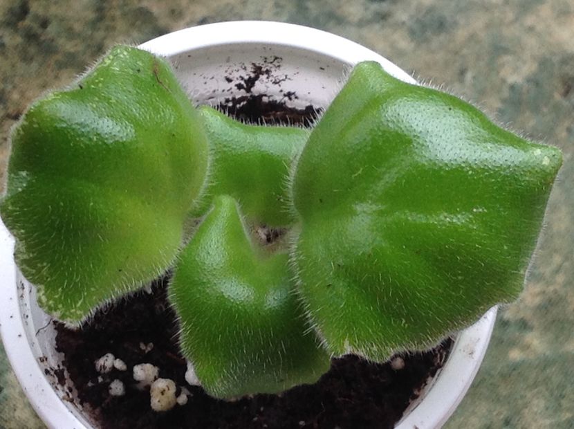  - LE Parisznije Tainy sport